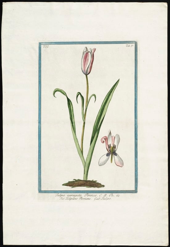 [Img 1]Tulipa variegata (1772-1796; Magdalena Bouchard)