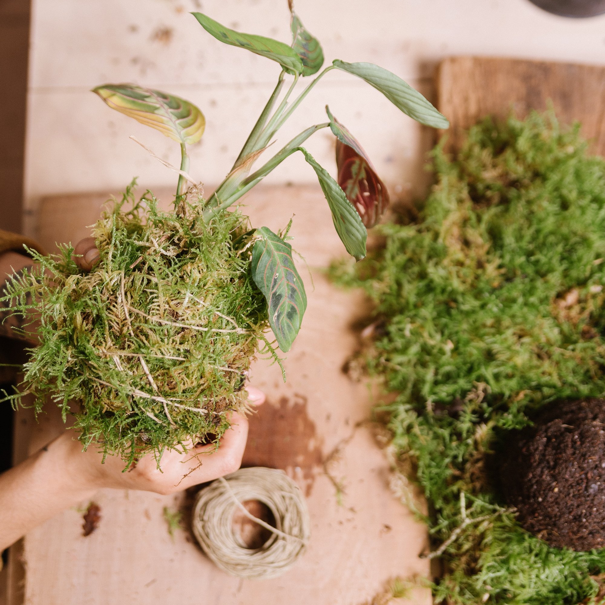 0617 Kokedama workshop
