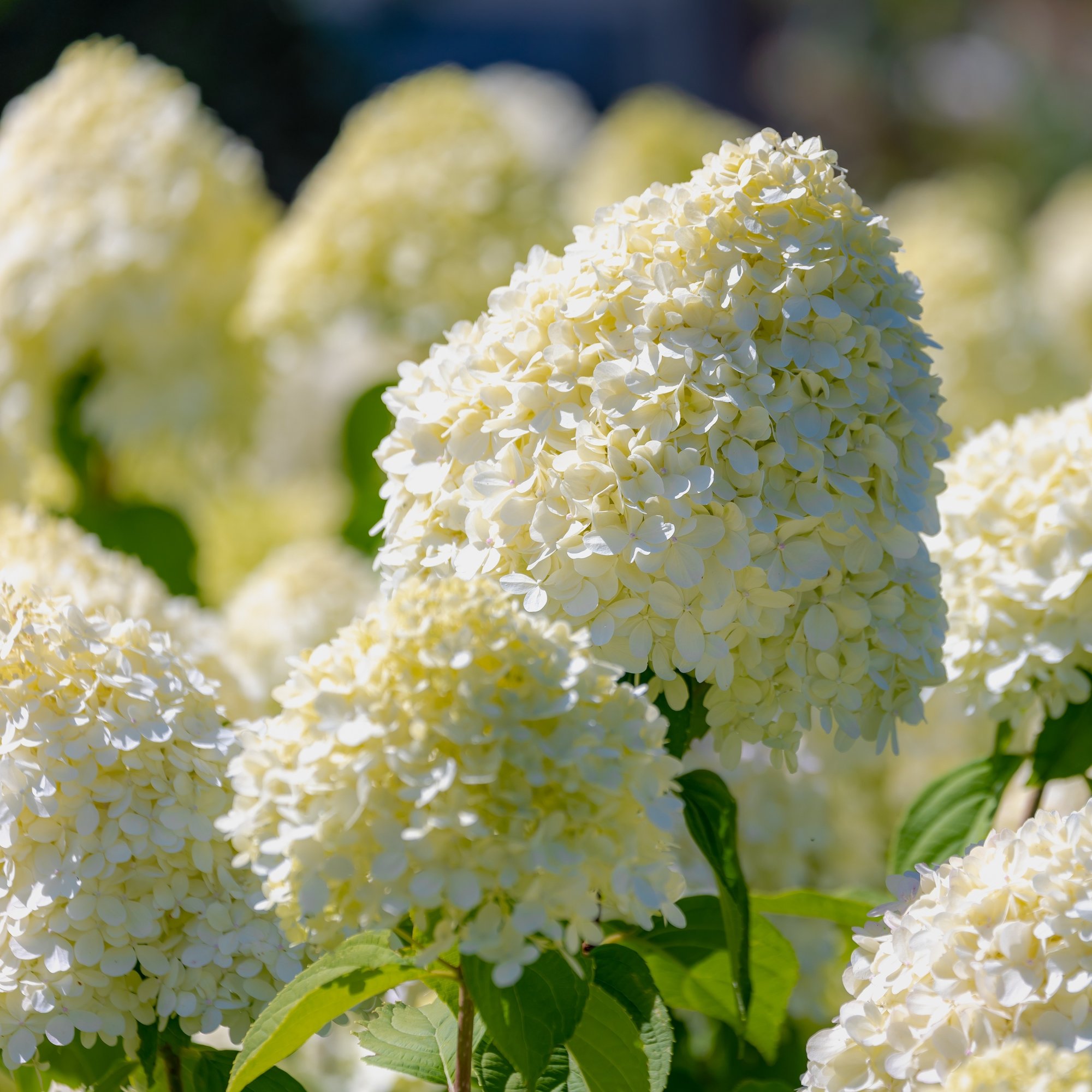 Hydrangea paniculata flowersWhite cream hortensia STOCK_ SQUARE