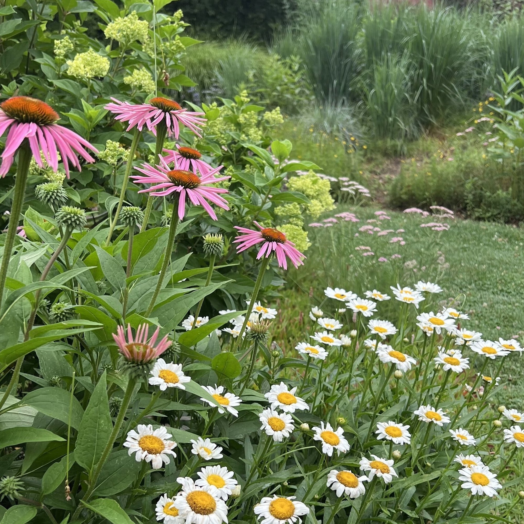 2025 Meghan Connolly Bressingham garden meadow Echinacea coneflower daisy native border