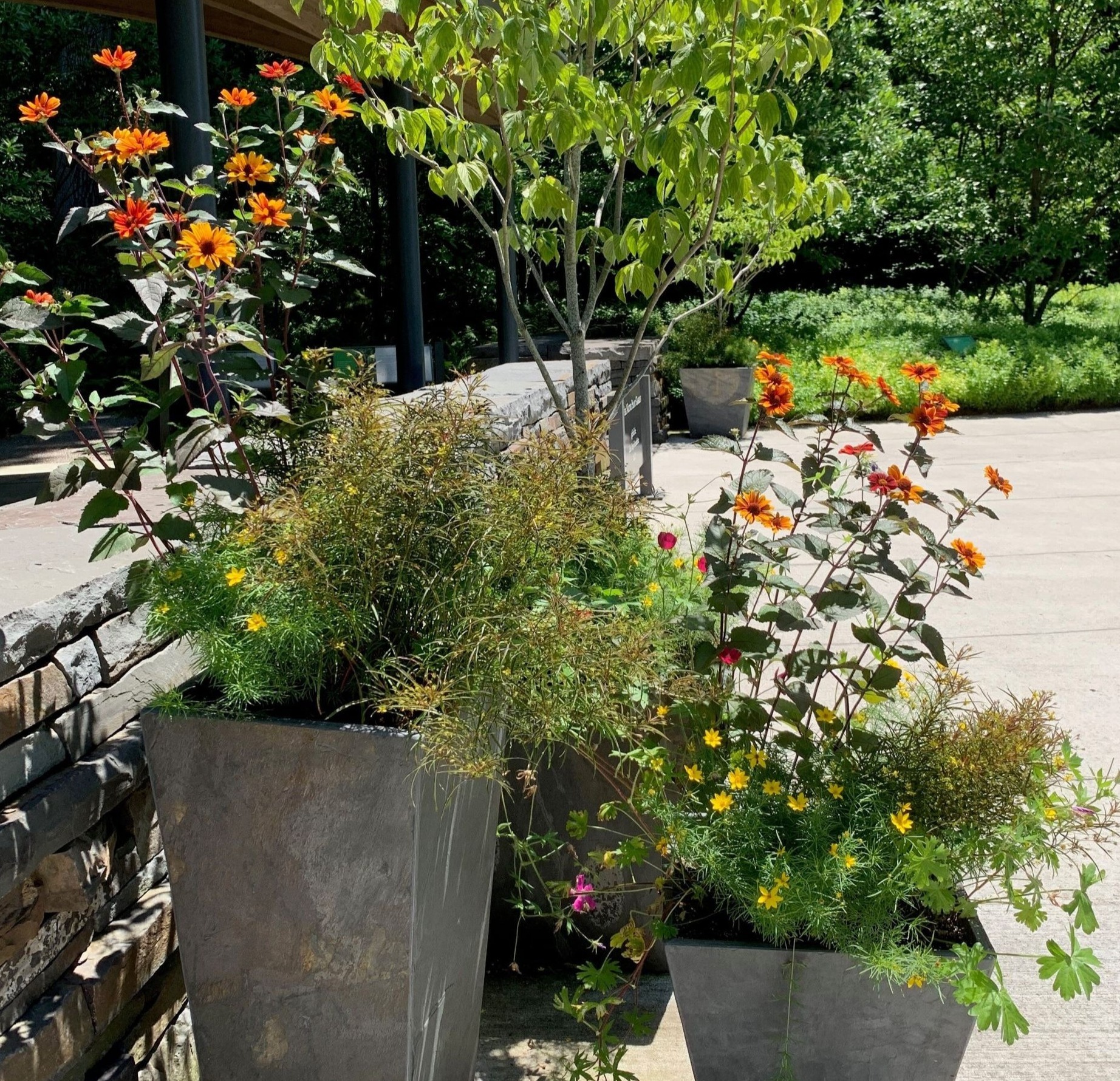 230516 Great Native Plants for Containers-Crop_SQUARE