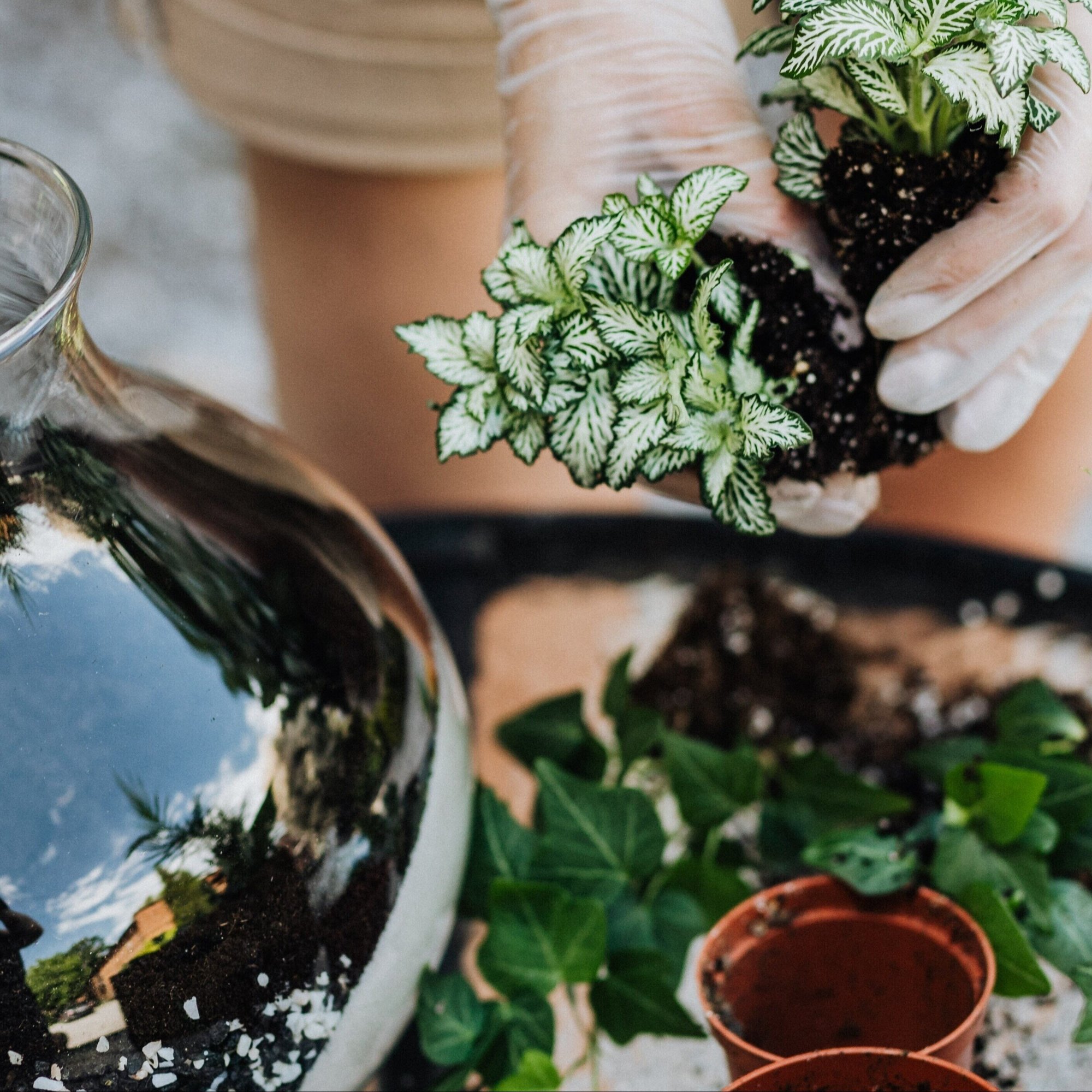250531 Terrarium Workshop
