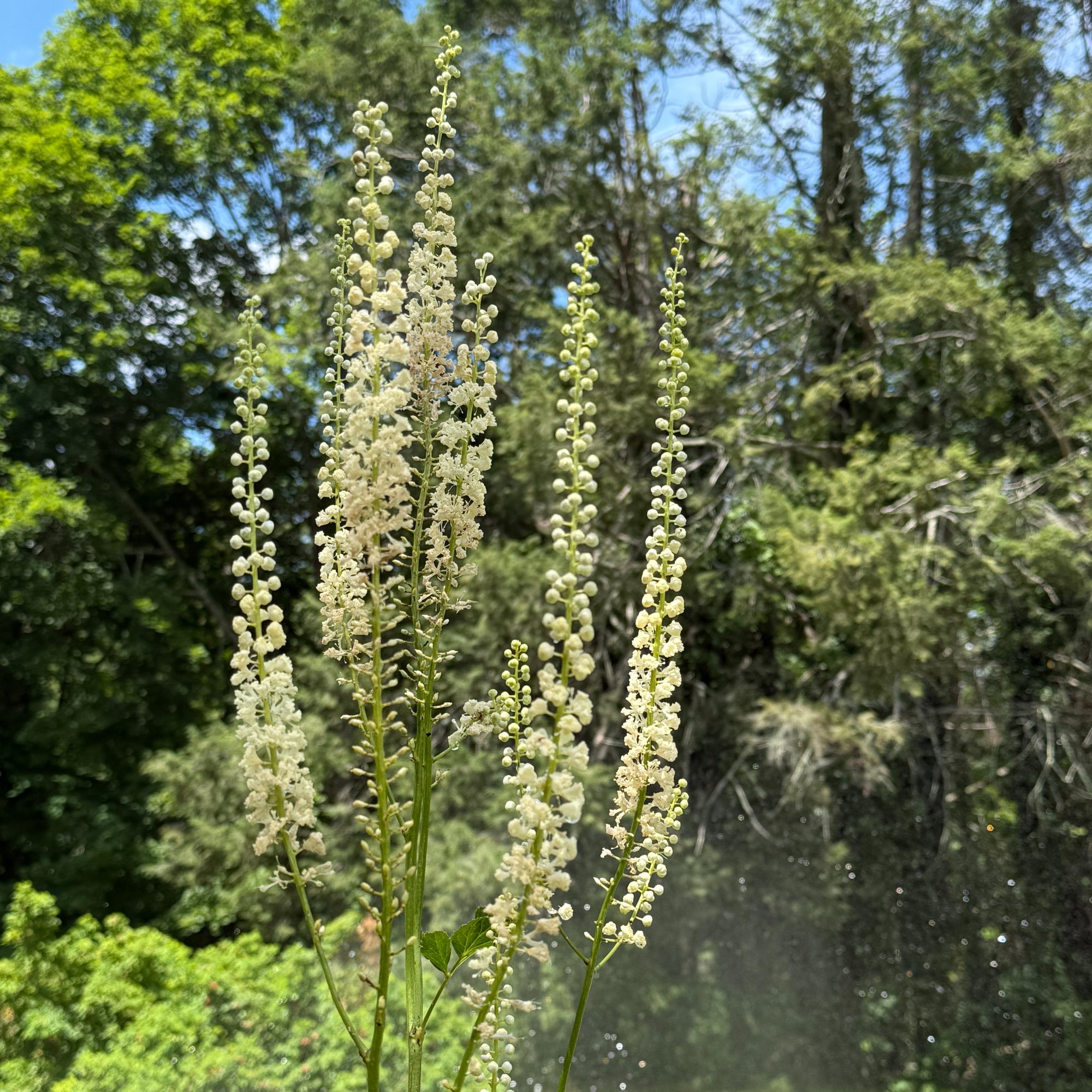 260410 Actaea sp