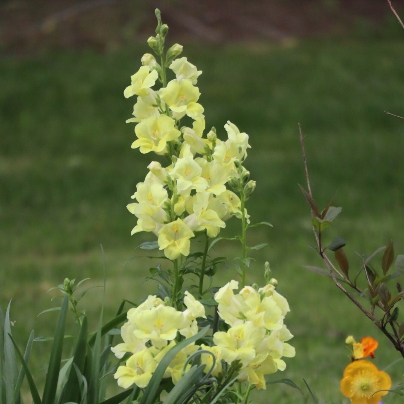 260529 Antirrhinum majus Chantilly Cream Yellow - snapdragon