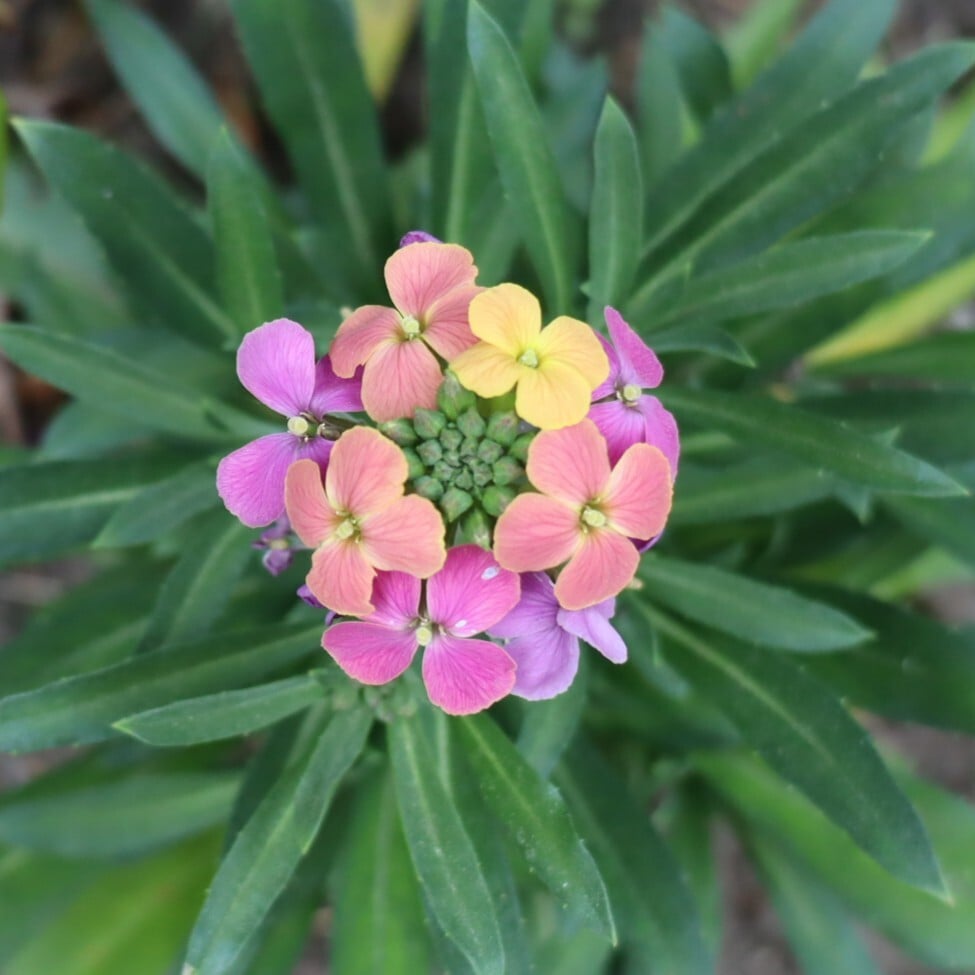 260529 Erysimumx Erysistible Tricolor - wallflower