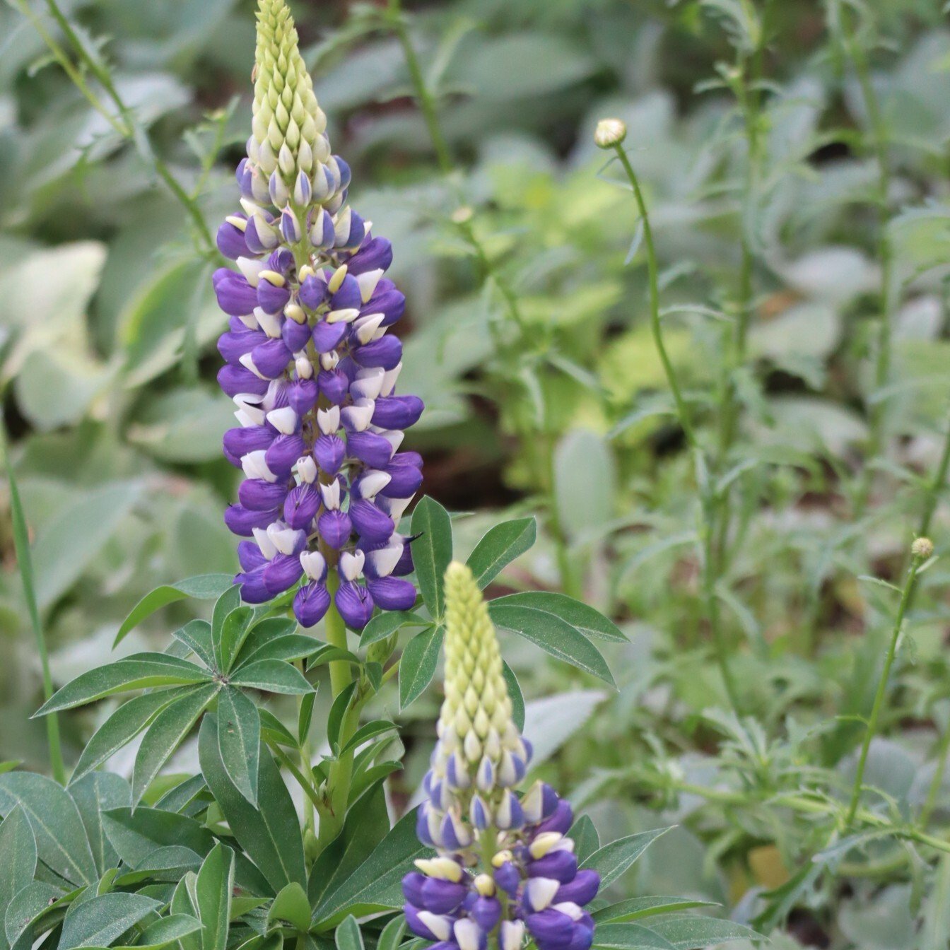260603 Lupinus polyphyllus Mini Gallery Blue Bicolor - lupine Bressingham-1