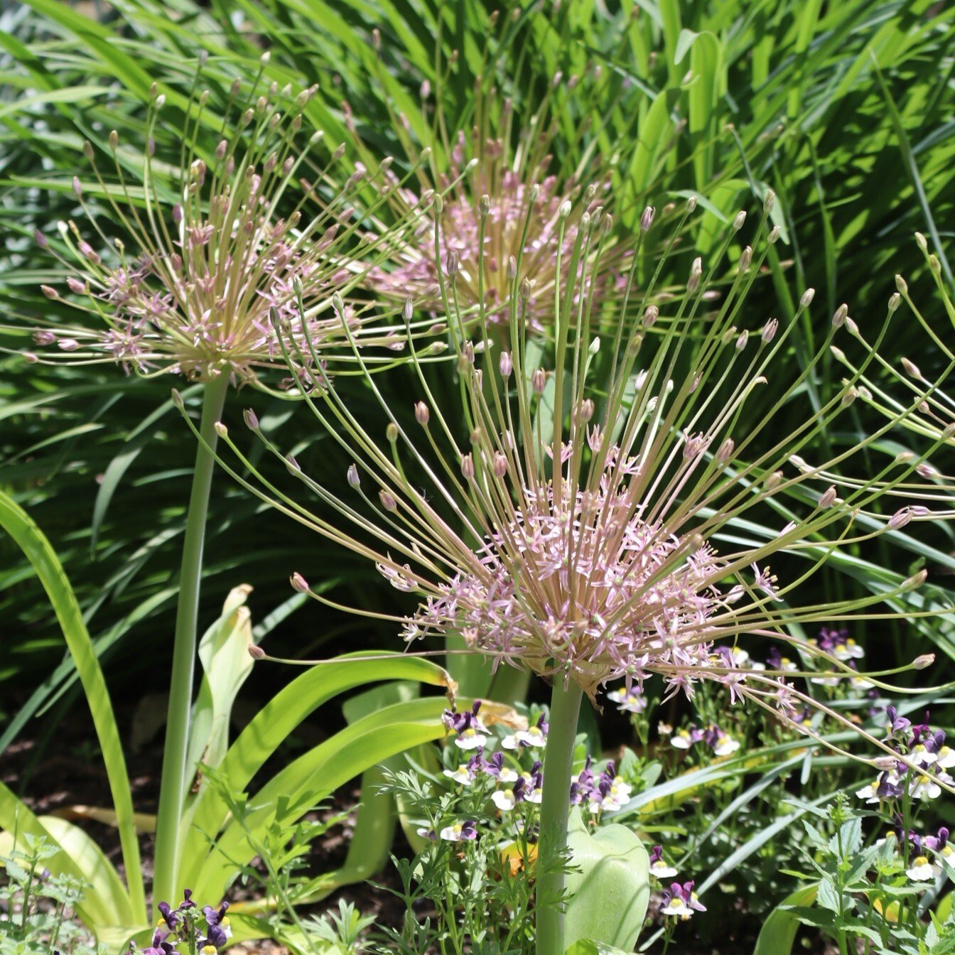 260605 Giant allium - Allium giganteum
