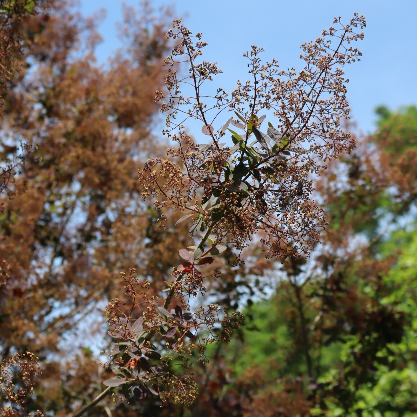 260605 Smoke bush - Cotinus coggygria