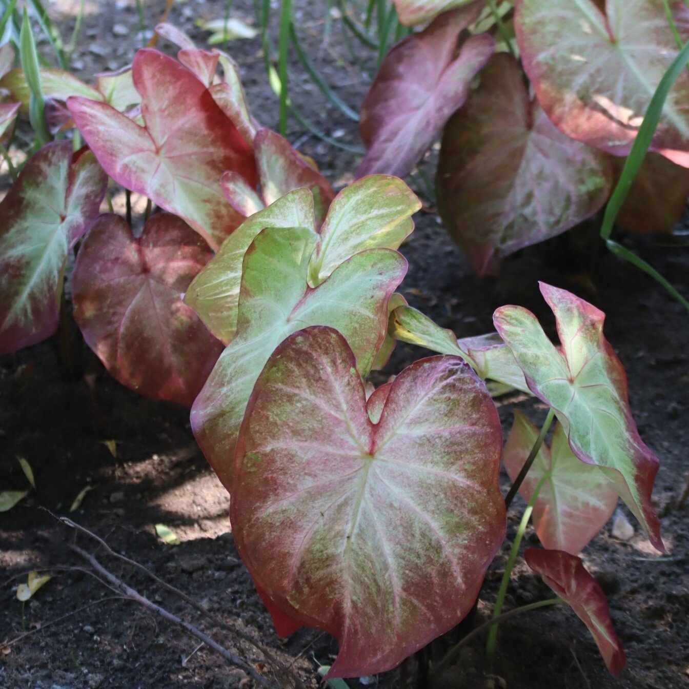 260608 shade caladium Caladium hortulanum Heart to Heart® Crème Brulee