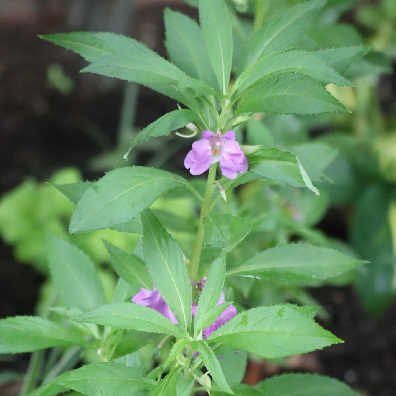 260615 garden balsam Impatiens balsamina