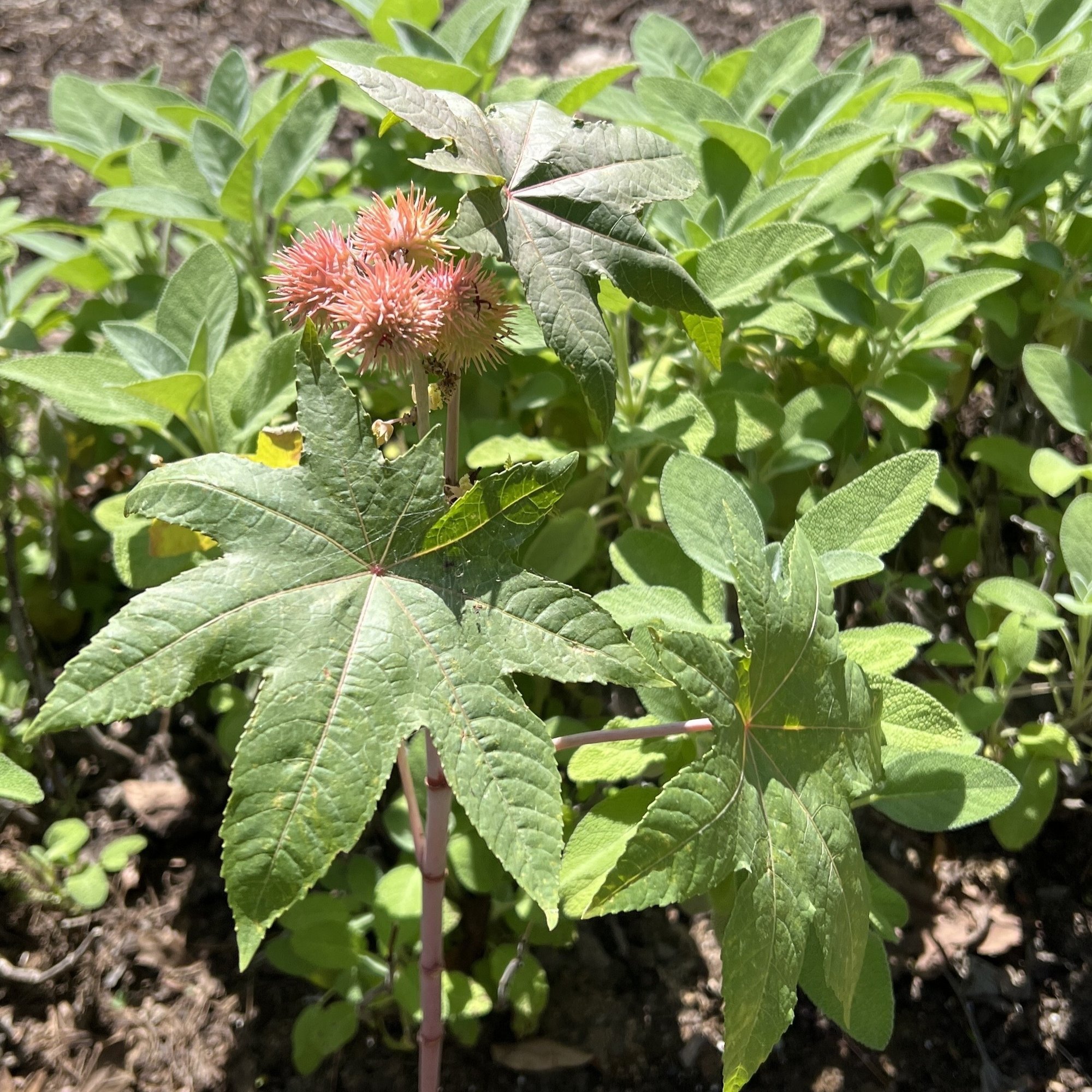 260616 Castor Plant in June