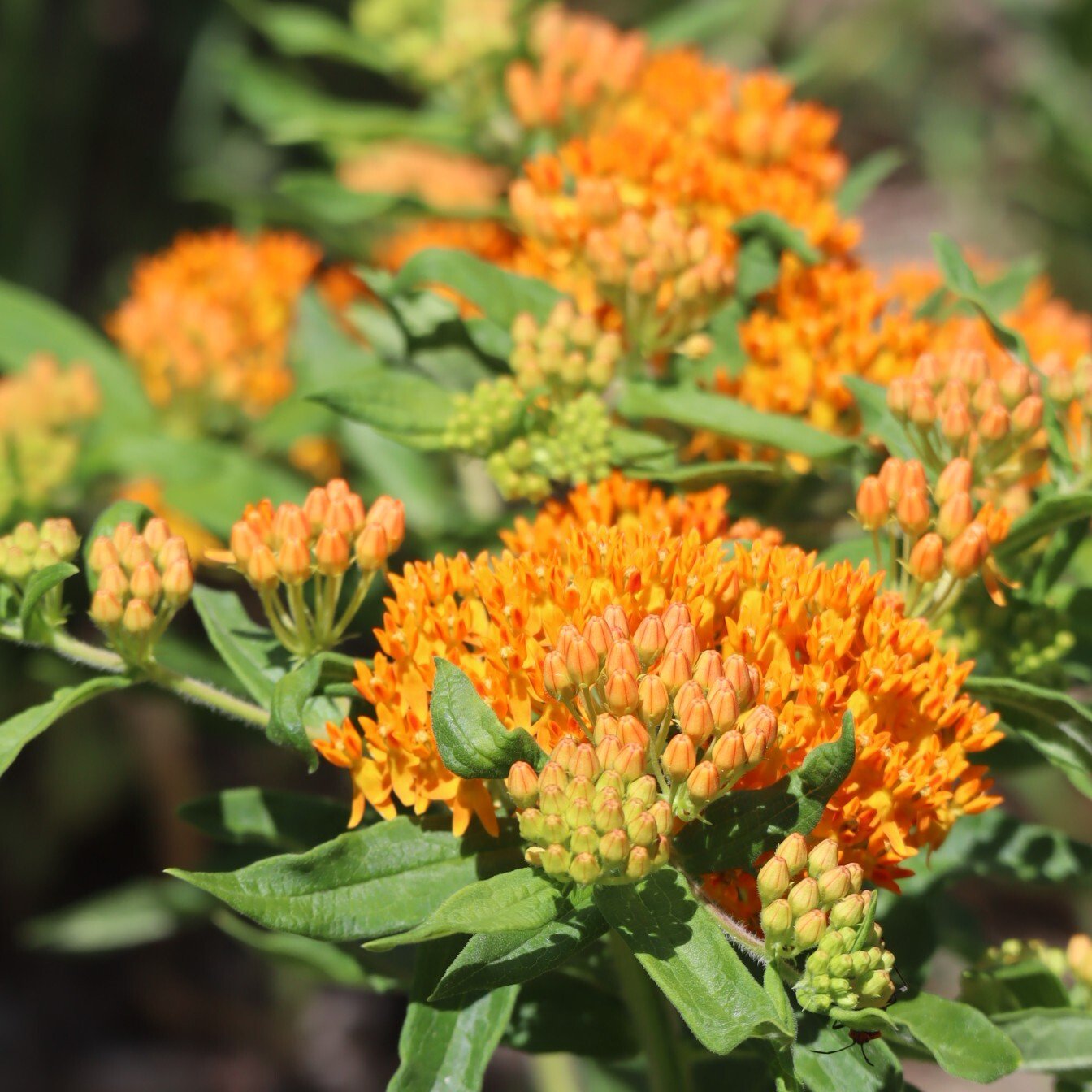 260617 Asclepias tuberosa butterfly weed weezies