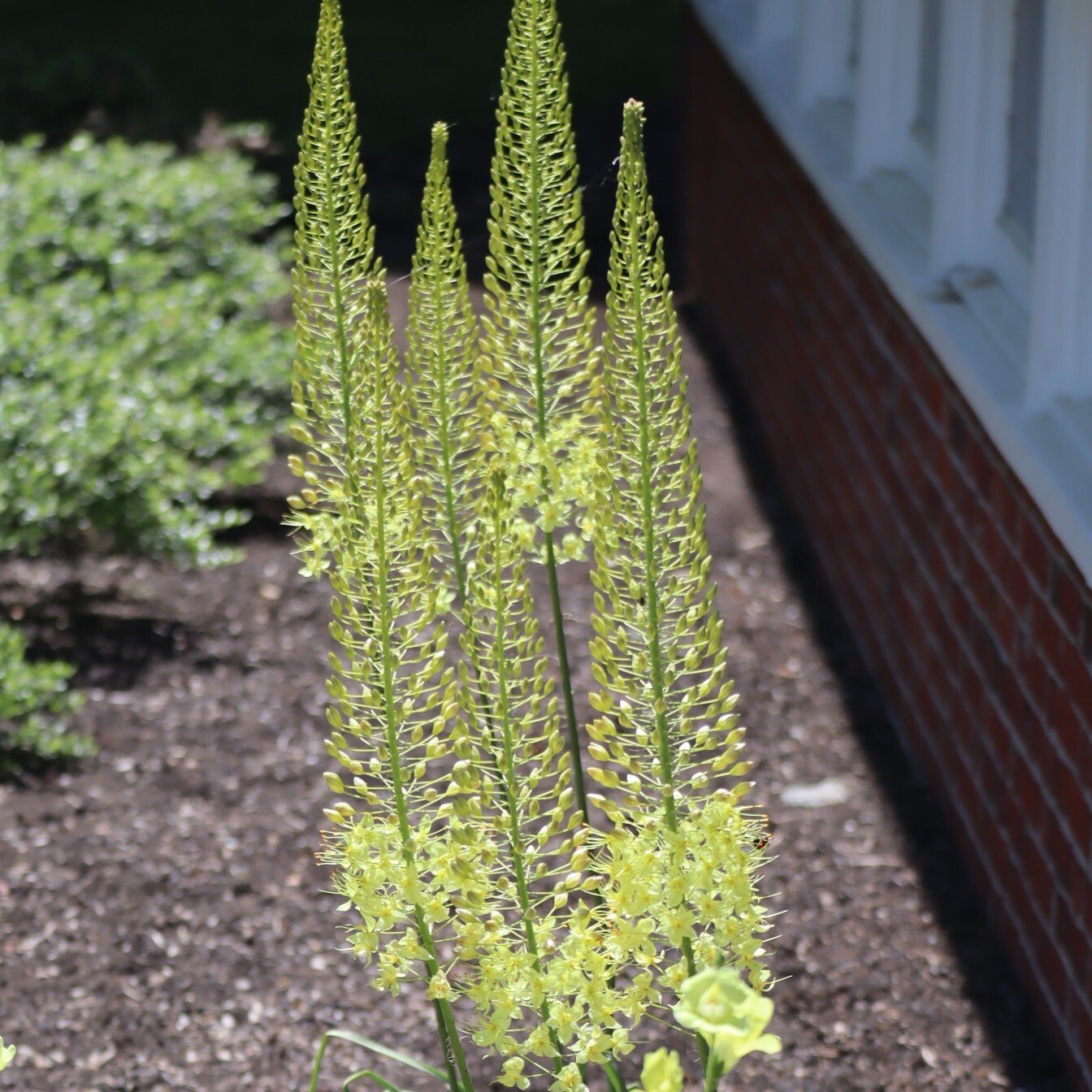 260617 Eremurus robustus Foxtail lily Education