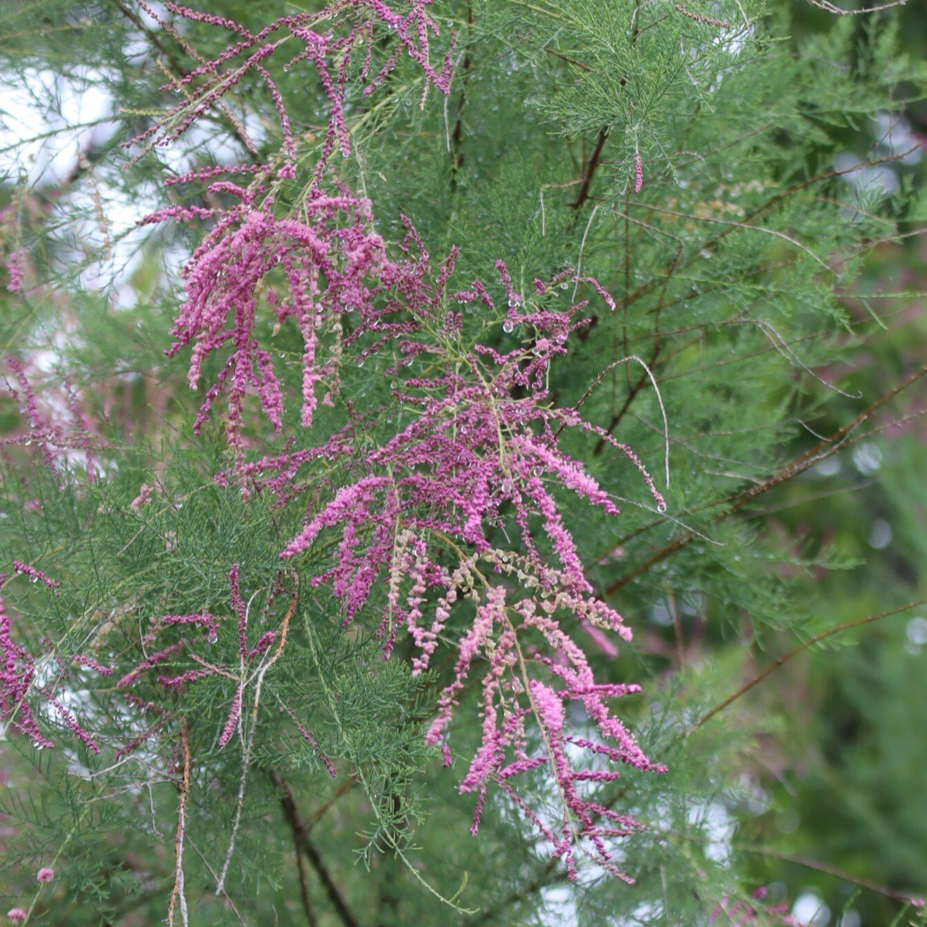 260623 salt cedar Tamarix ramosissima