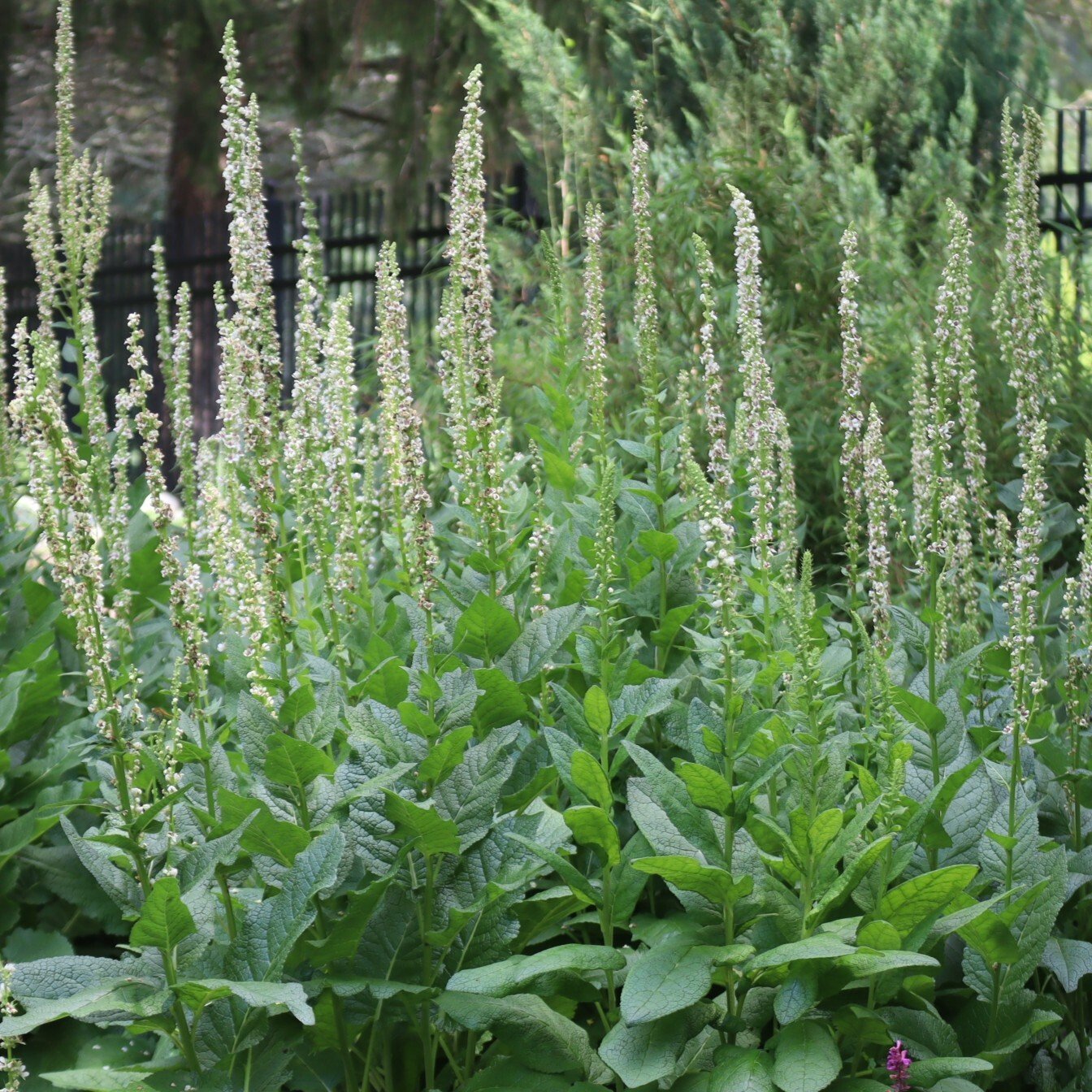 260630 Verbascum chaixii Wedding Candles mullein
