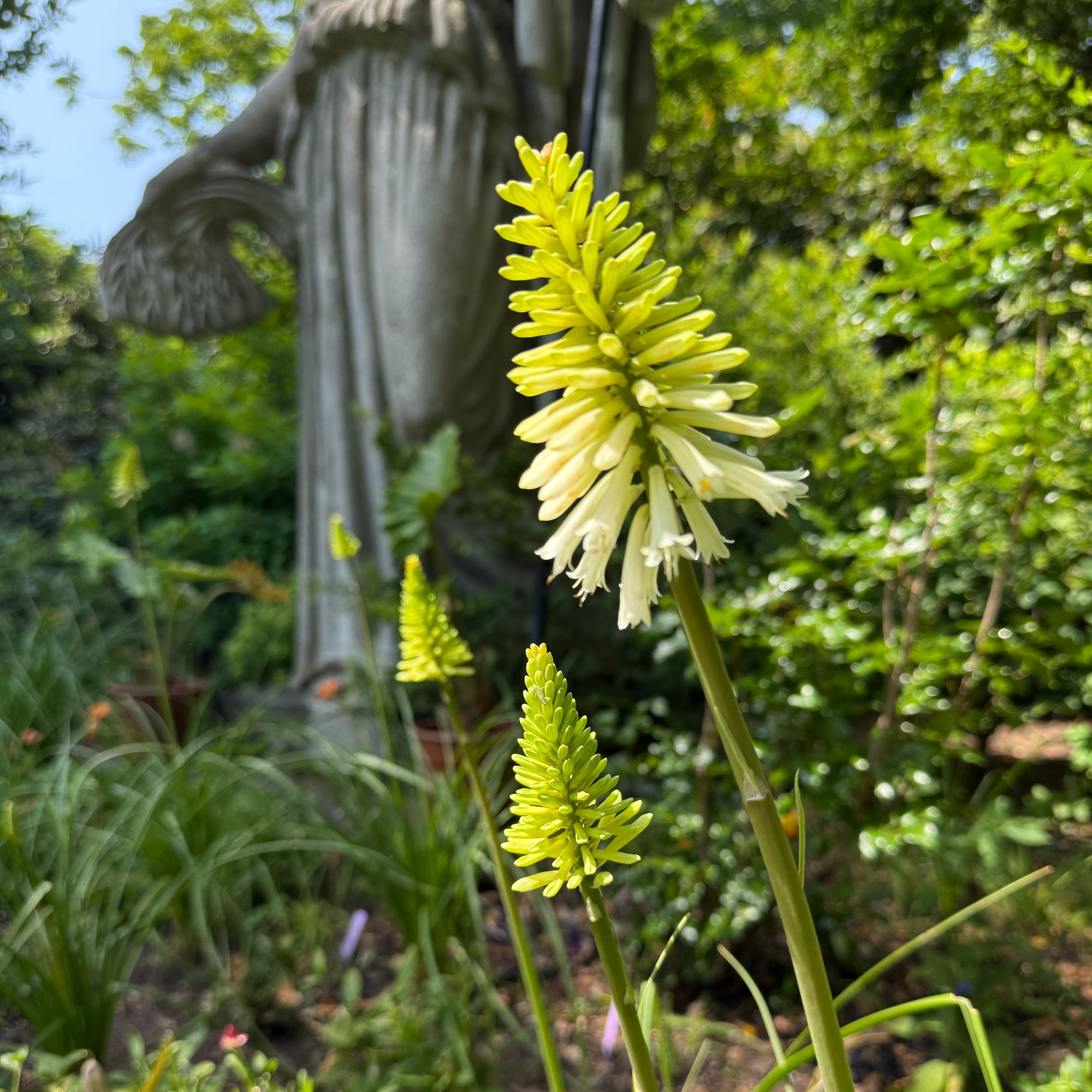 260723 Kniphifia sp sword lily