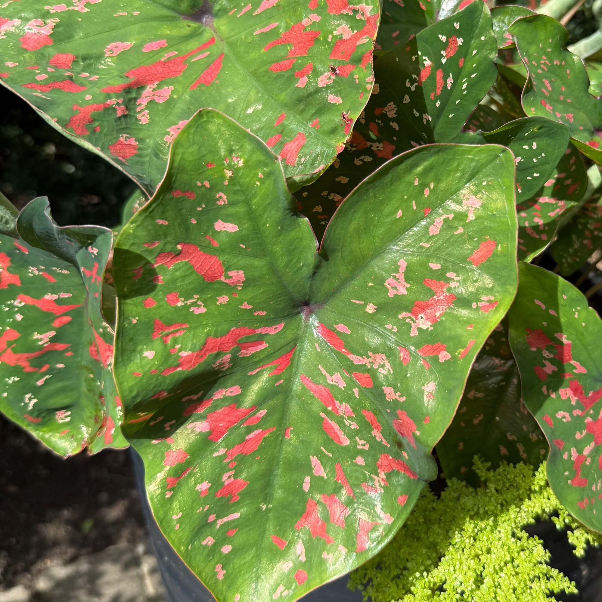 260805 elephant ear Caladium bicolor Freckles_SQ-1