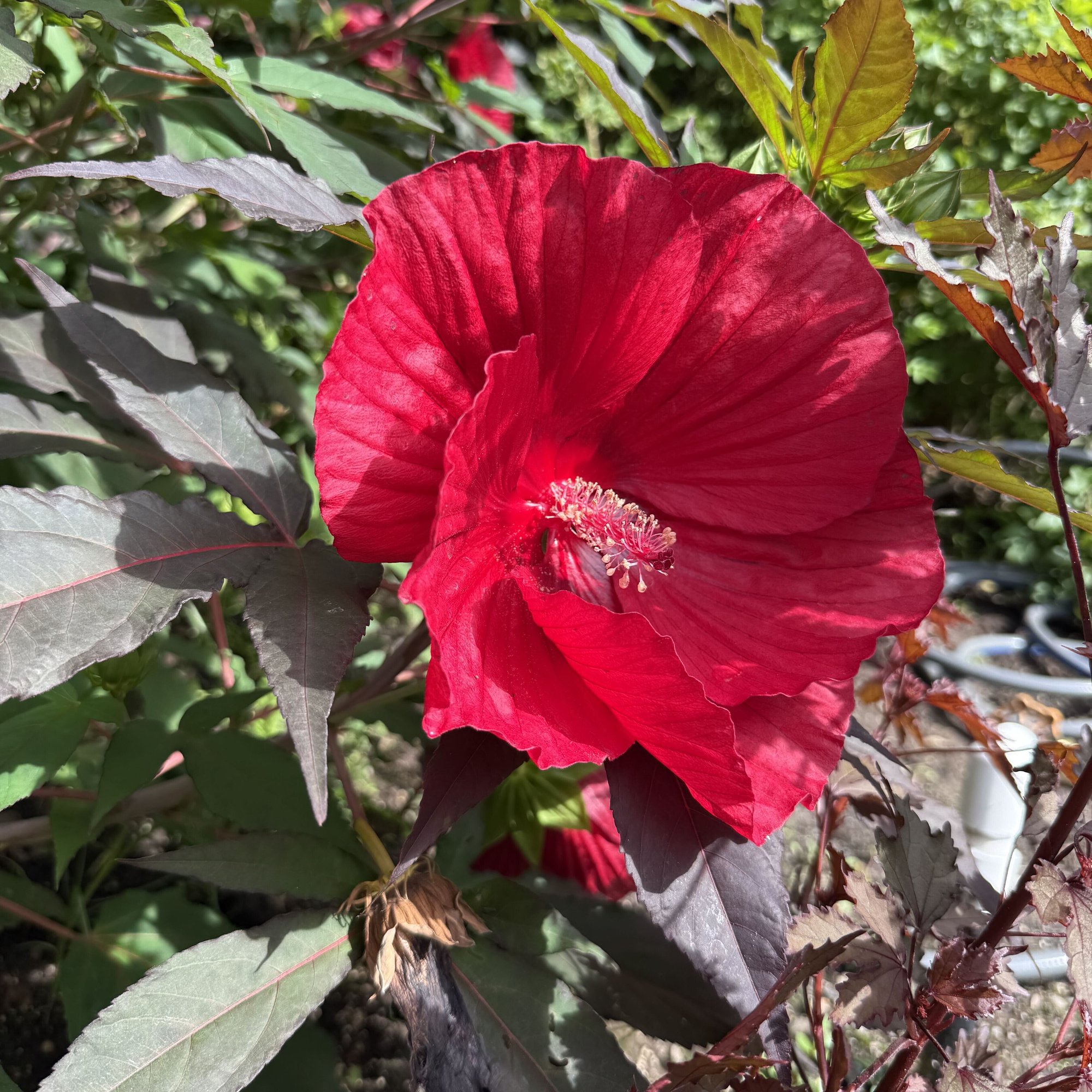 260805 hardy Hibiscus Hibiscus Midnight Marvel