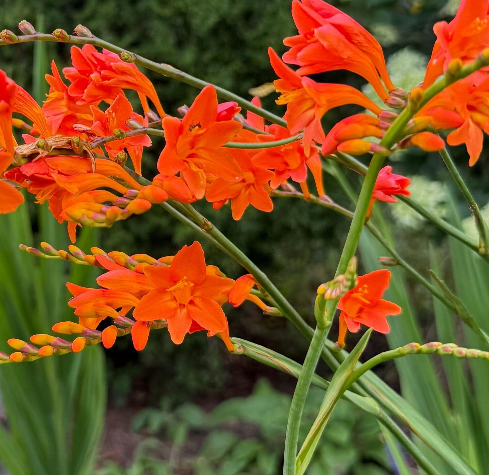 260805 montbretia Crocosmia ‘Peach Melba’-SQ