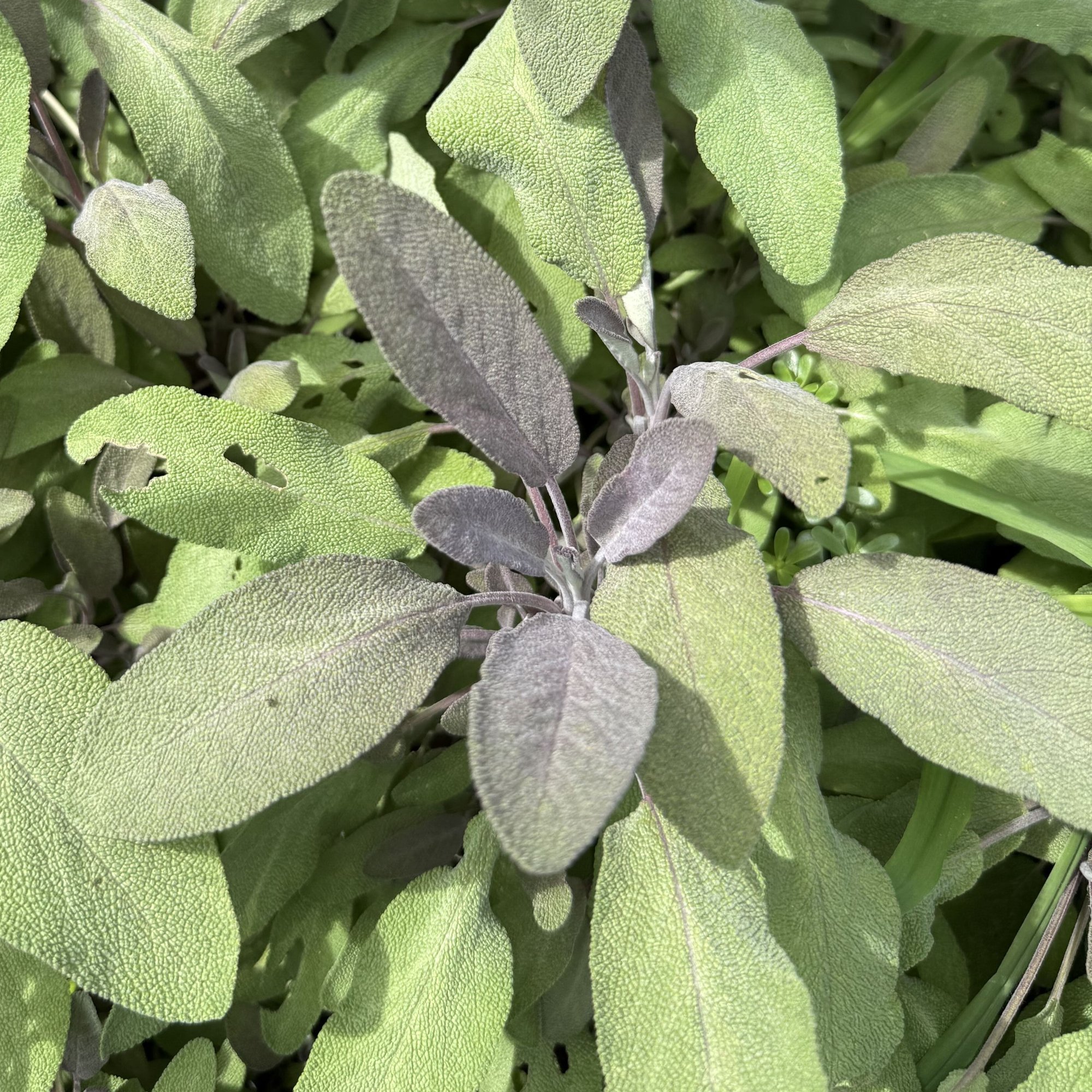 260805 purple sage Salvia officinalis Purpurascens