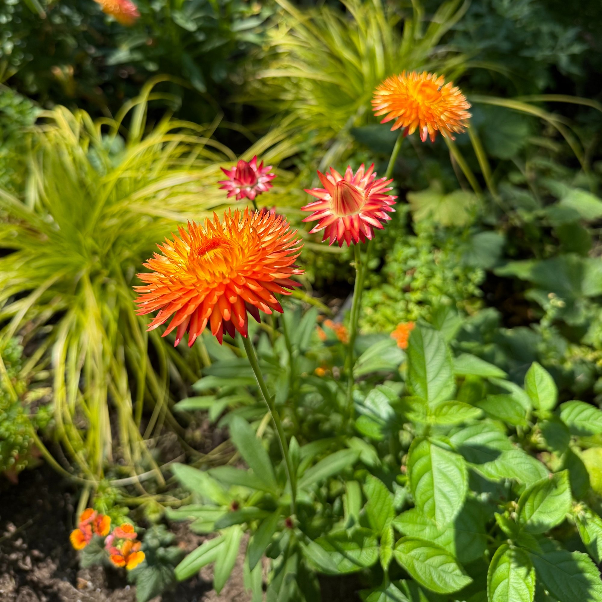 260820 Bracteantha bracteatum GRAMVIA Orange Flame strawflower-SQ