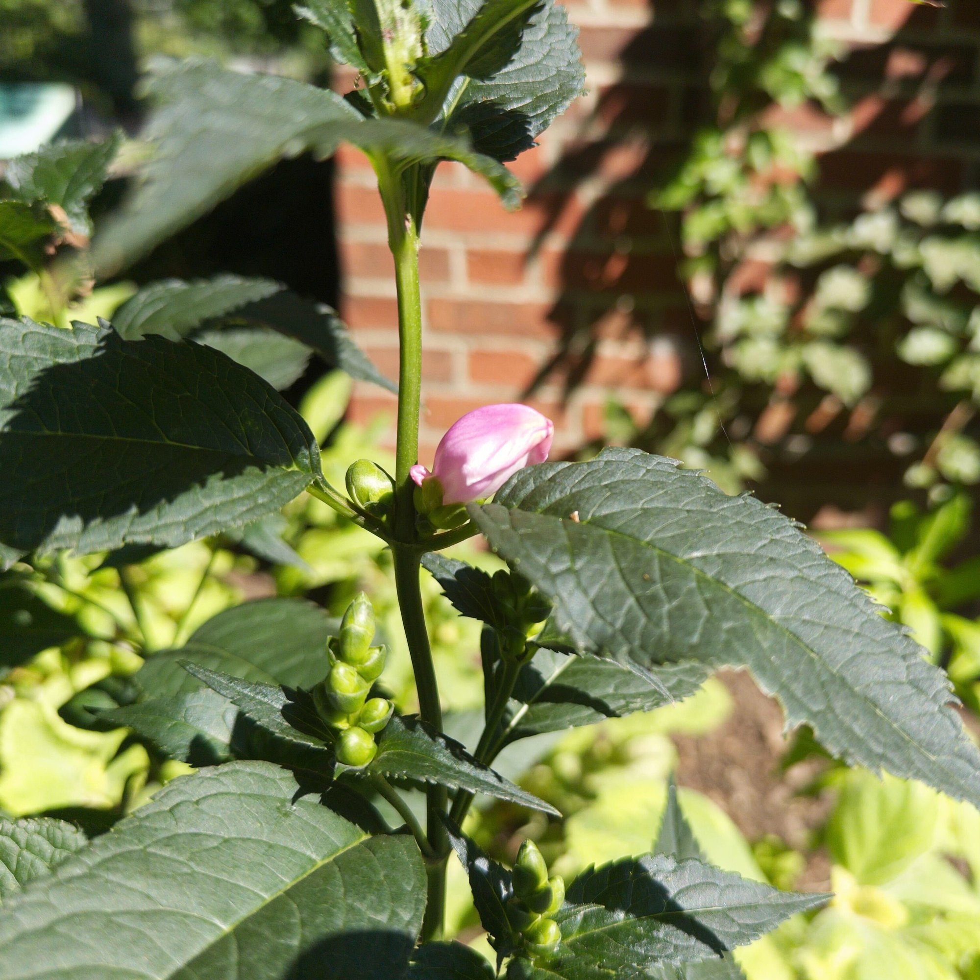 260820 Chelone Tiny Tortuga tiny tortuga turtlehead