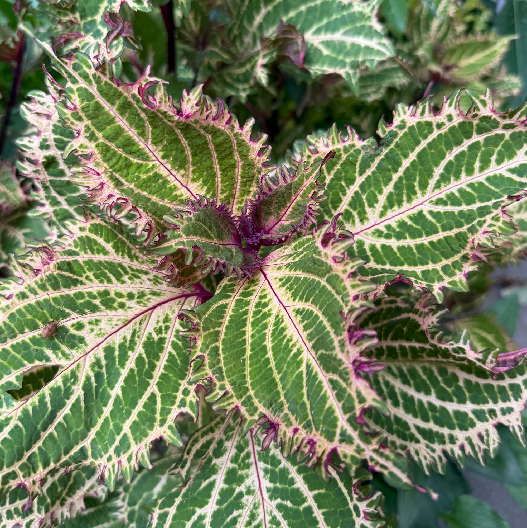 260909 Coleus scutellarioides coleus Peters Wonder-1