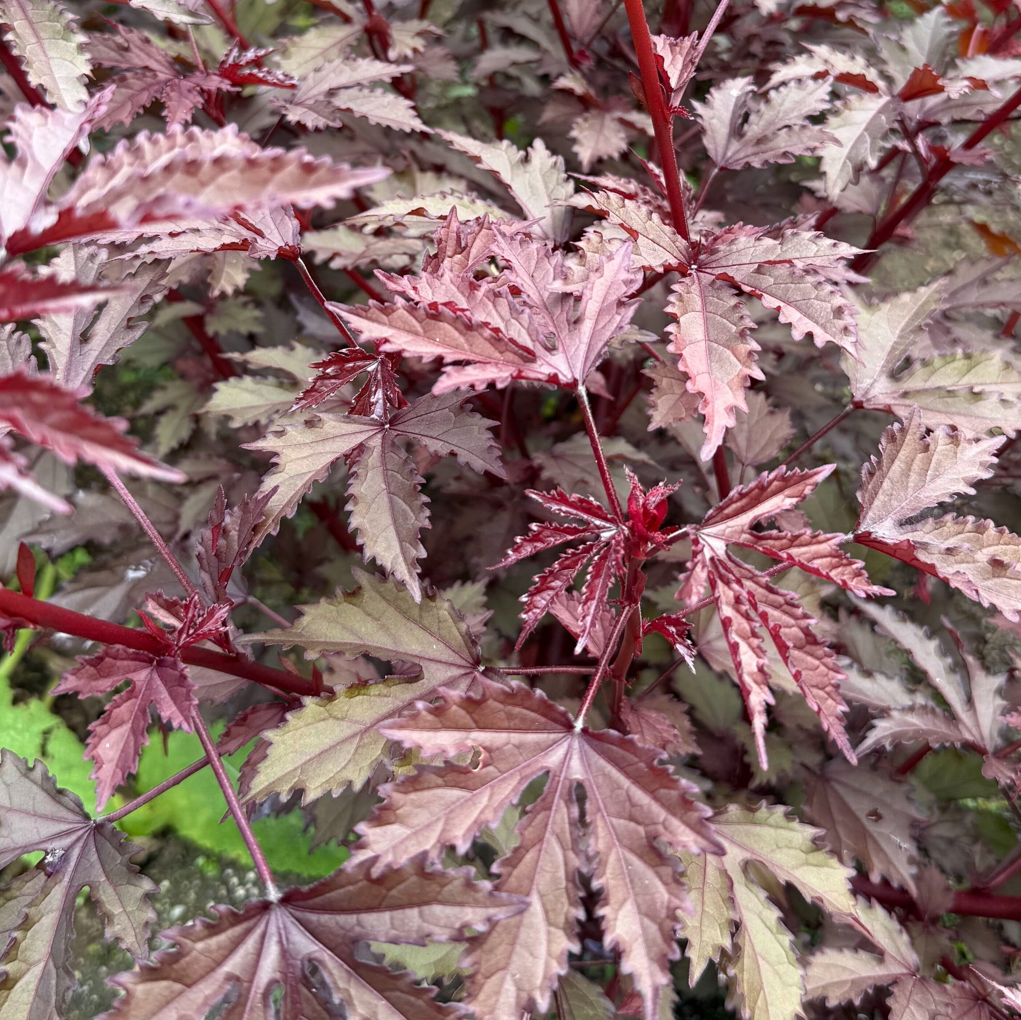 260909 cranberry hibiscus Hibiscus acetosella Red Shield