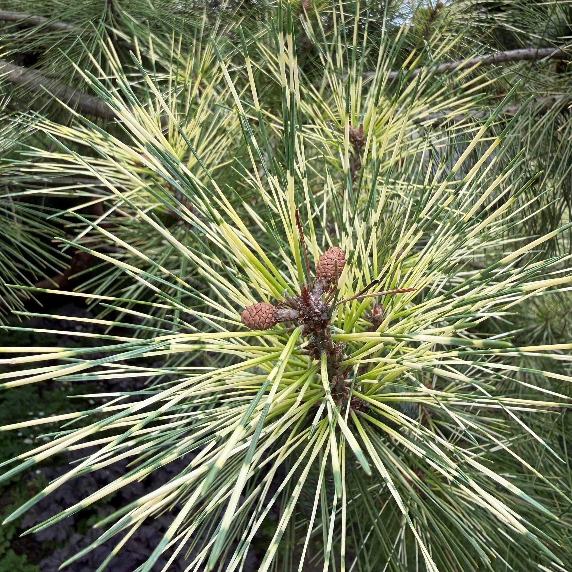 260909 dragons-eye pine Pinus densiflora Oculus Draconis