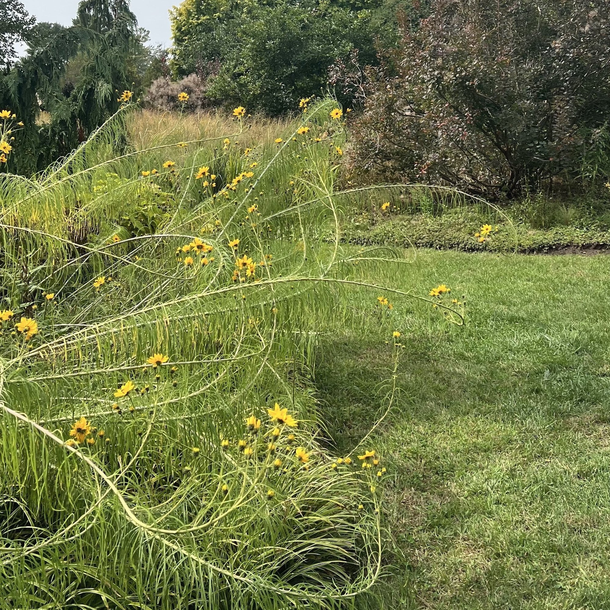 260909 willowleaf sunflower Helianthus salicifolius-1