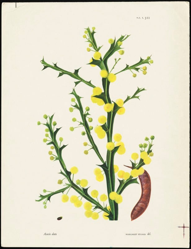 Acacia alata