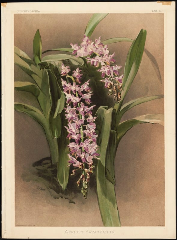 Aerides Savageanum