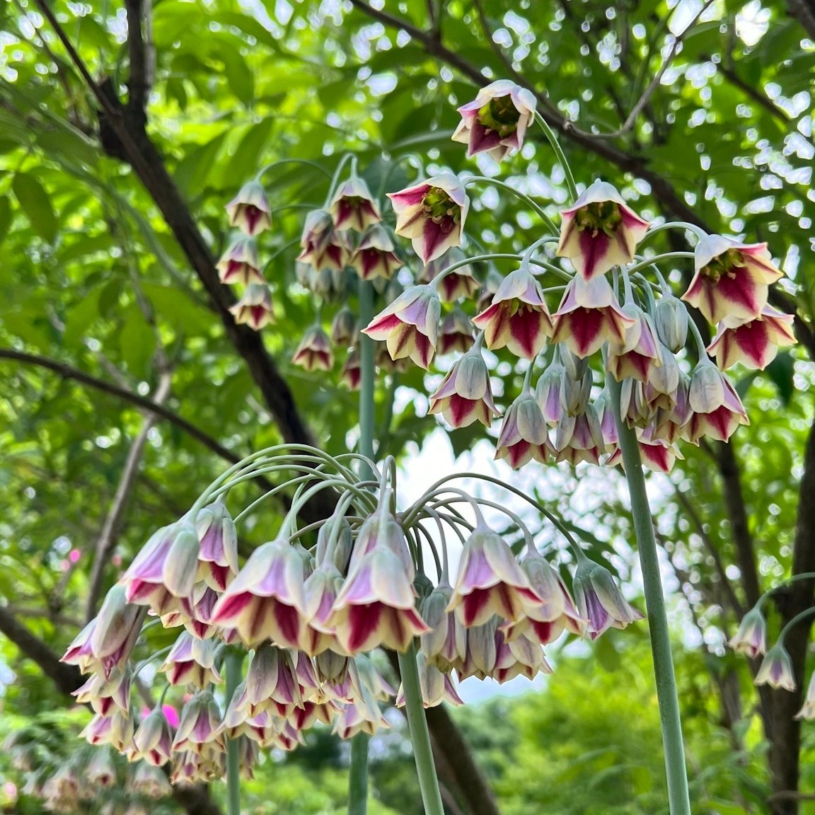 Allium Bulgaricum Sicilian Honey Garlic