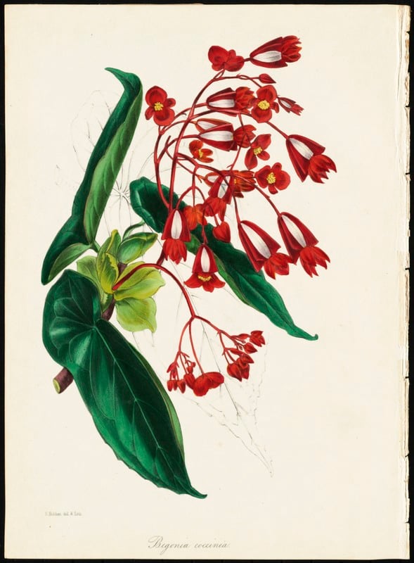 Begonia coccinea