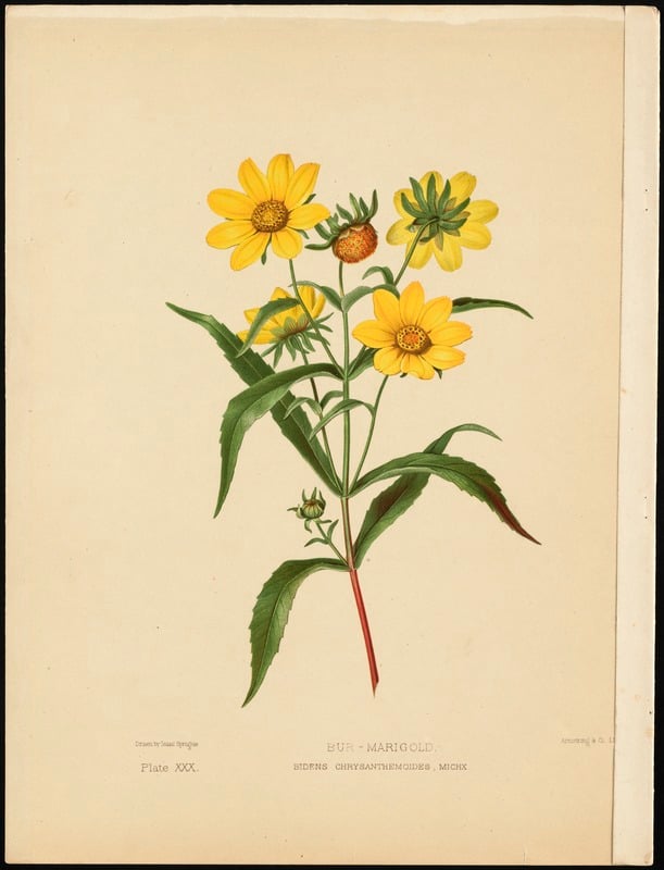 Bidens chrysanthemoides, michx