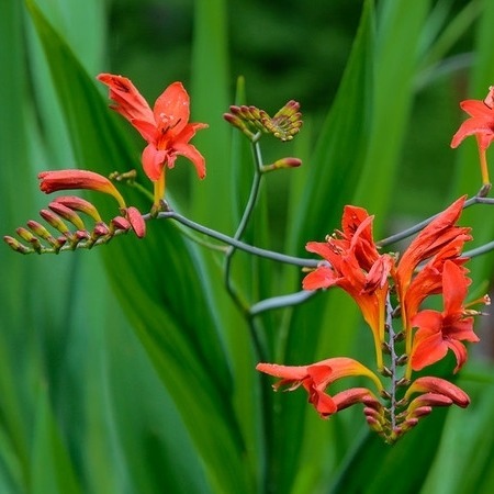 Branched inflorescences with orange flowers- Crocosmia Lucifer Peter Miller CC BY-NC-ND 2-0