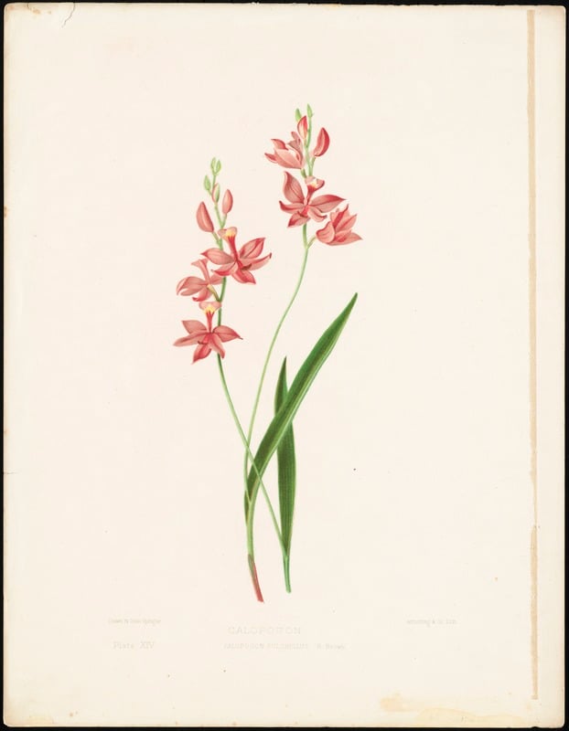 Calopogon