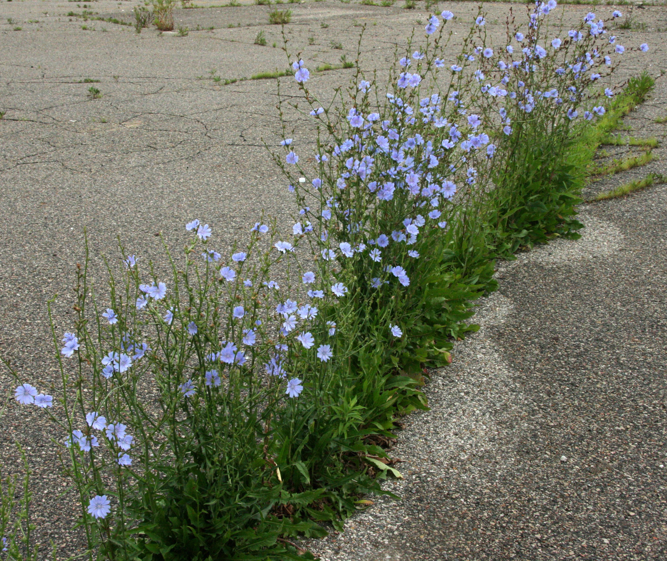 Chicory Detroit (2)