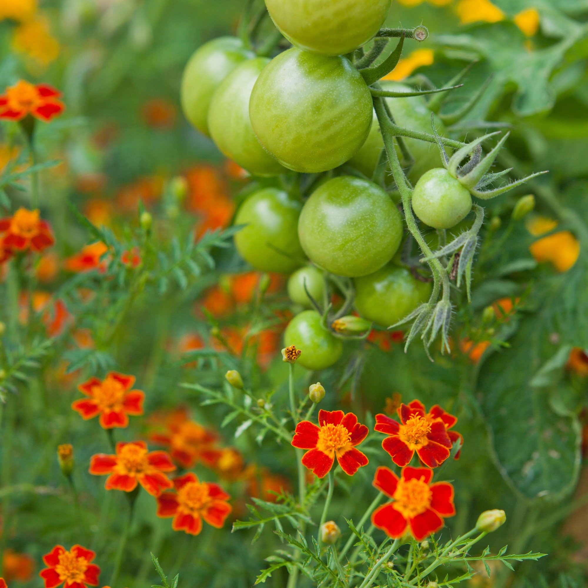 Companion_Planting_Permaculture_Tomato_STOCK_SQUARE