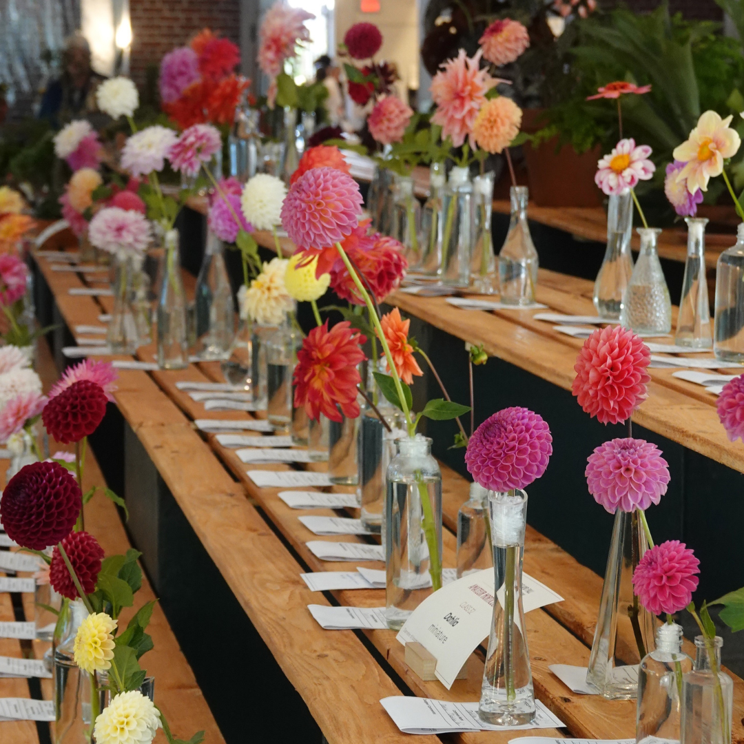 Dahlia Exhibits-1