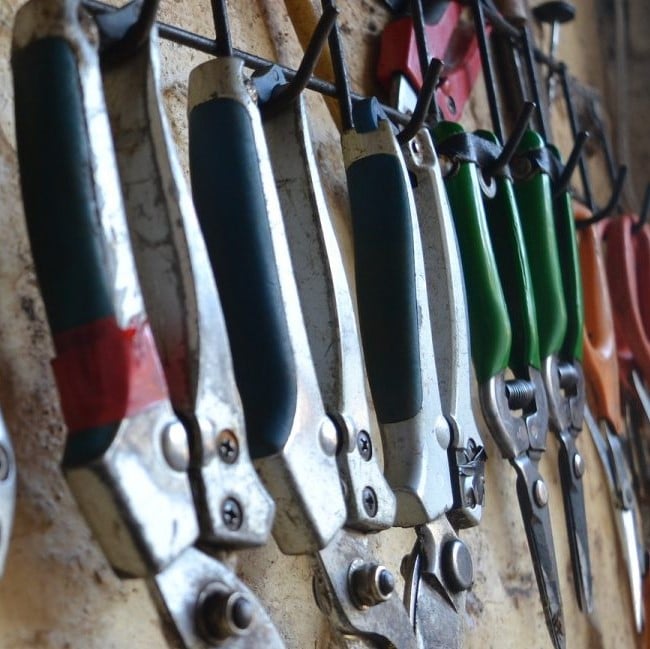 Early Training of Young Trees (2)