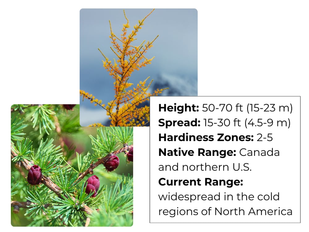 Eastern Larch