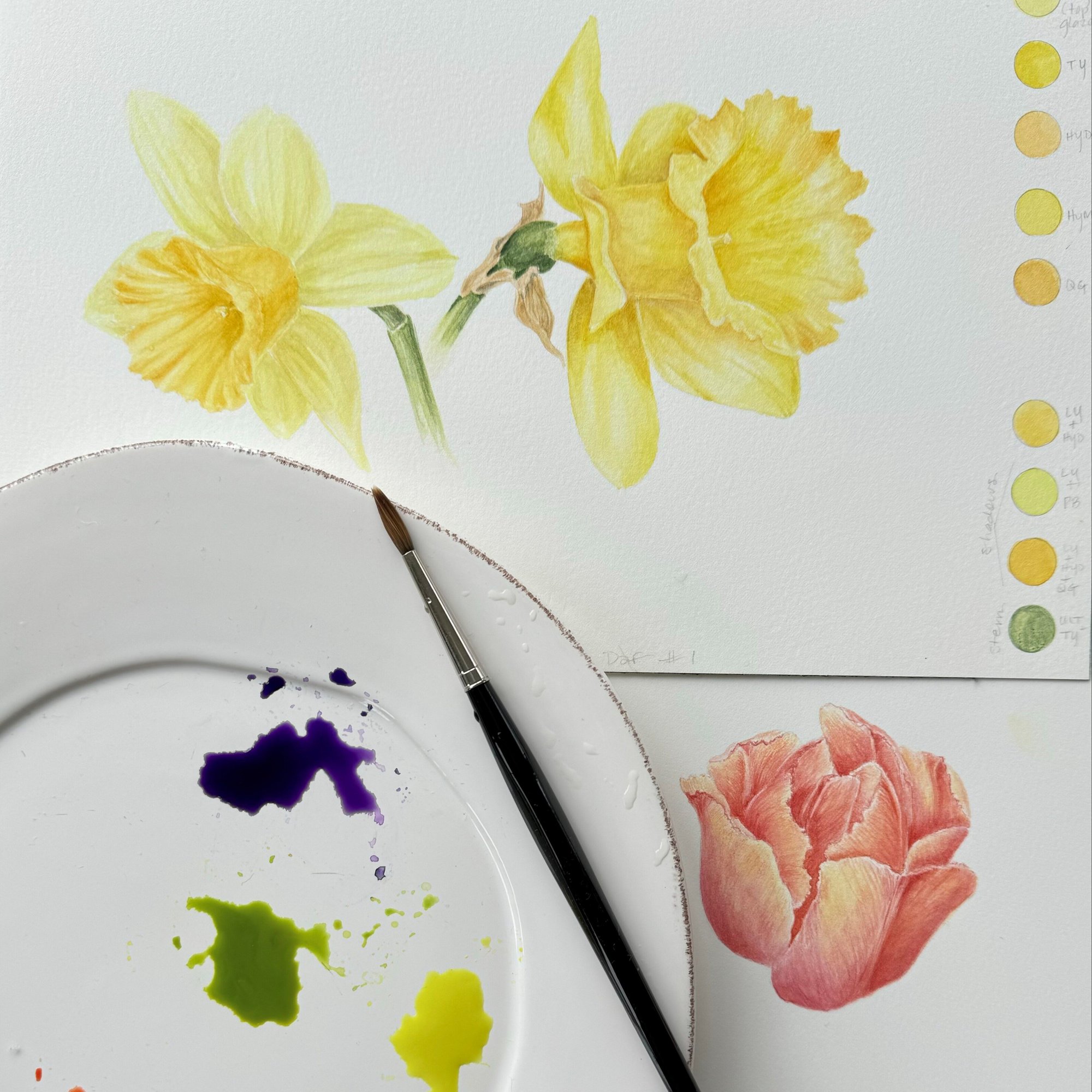 CONNAUGHTON Tara daffodil image in watercolor