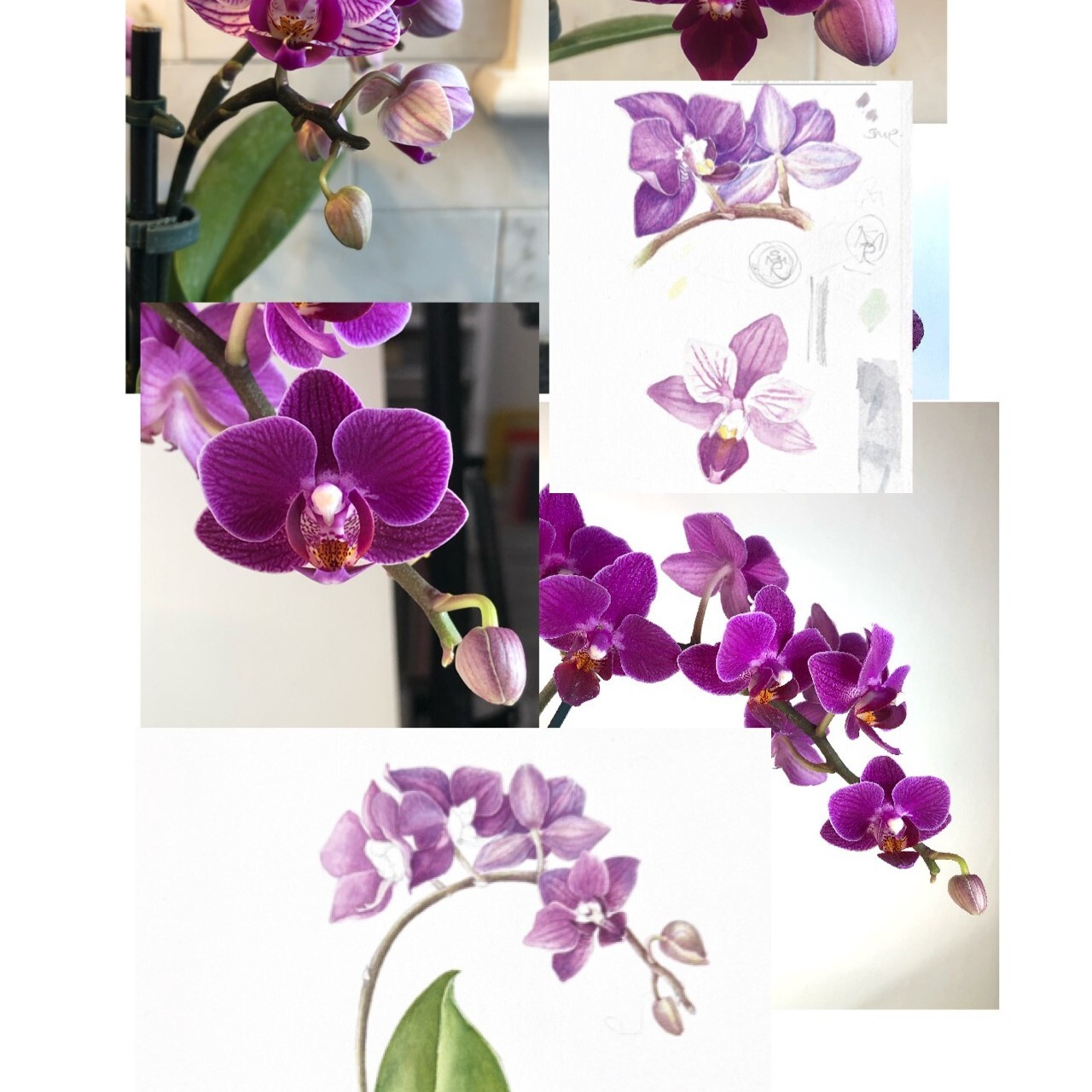 ROCHE - Orchid image - Fall Foundations_SQUARE