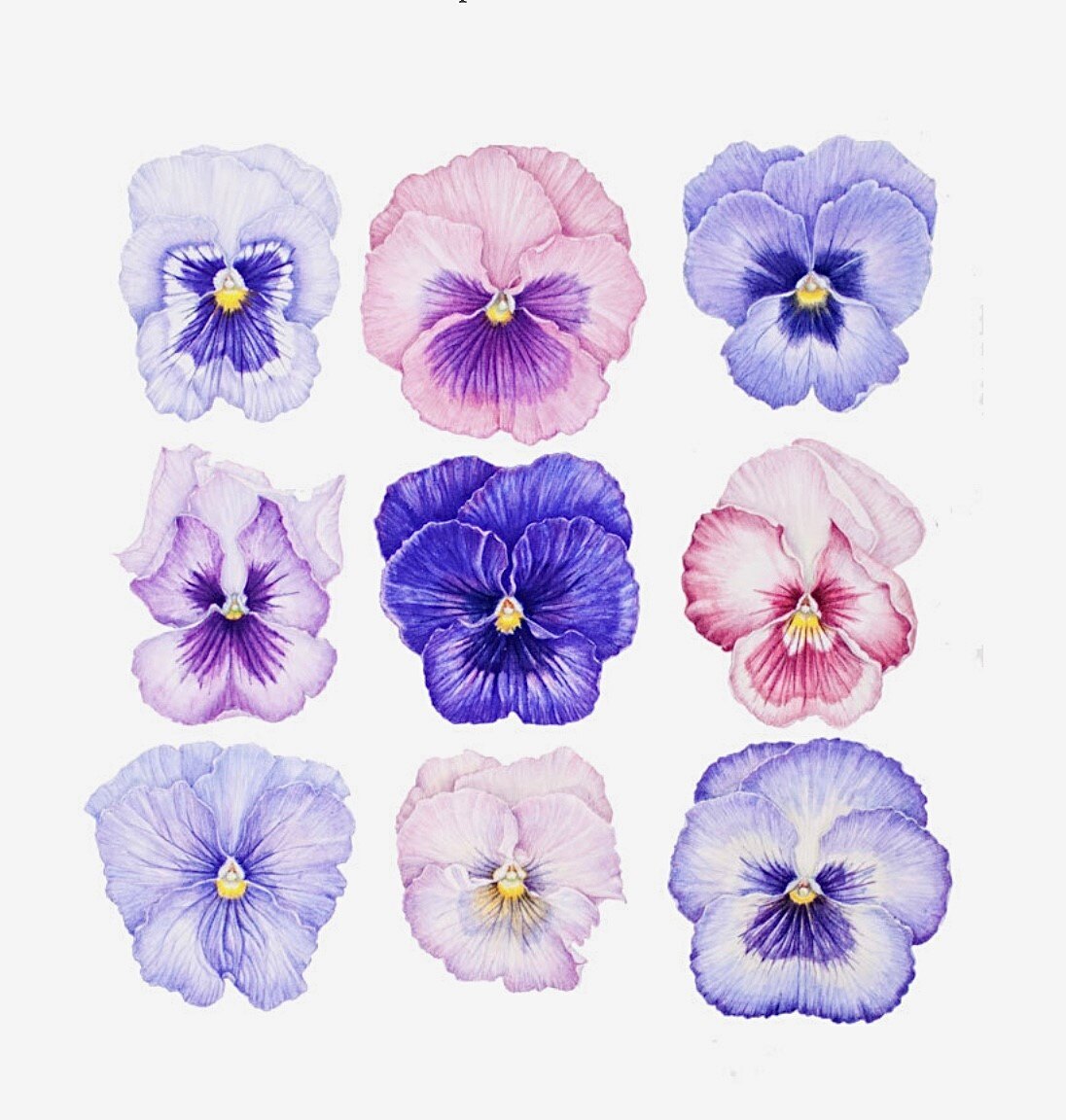 ROCHE image for Spring Studio Focus - pansies