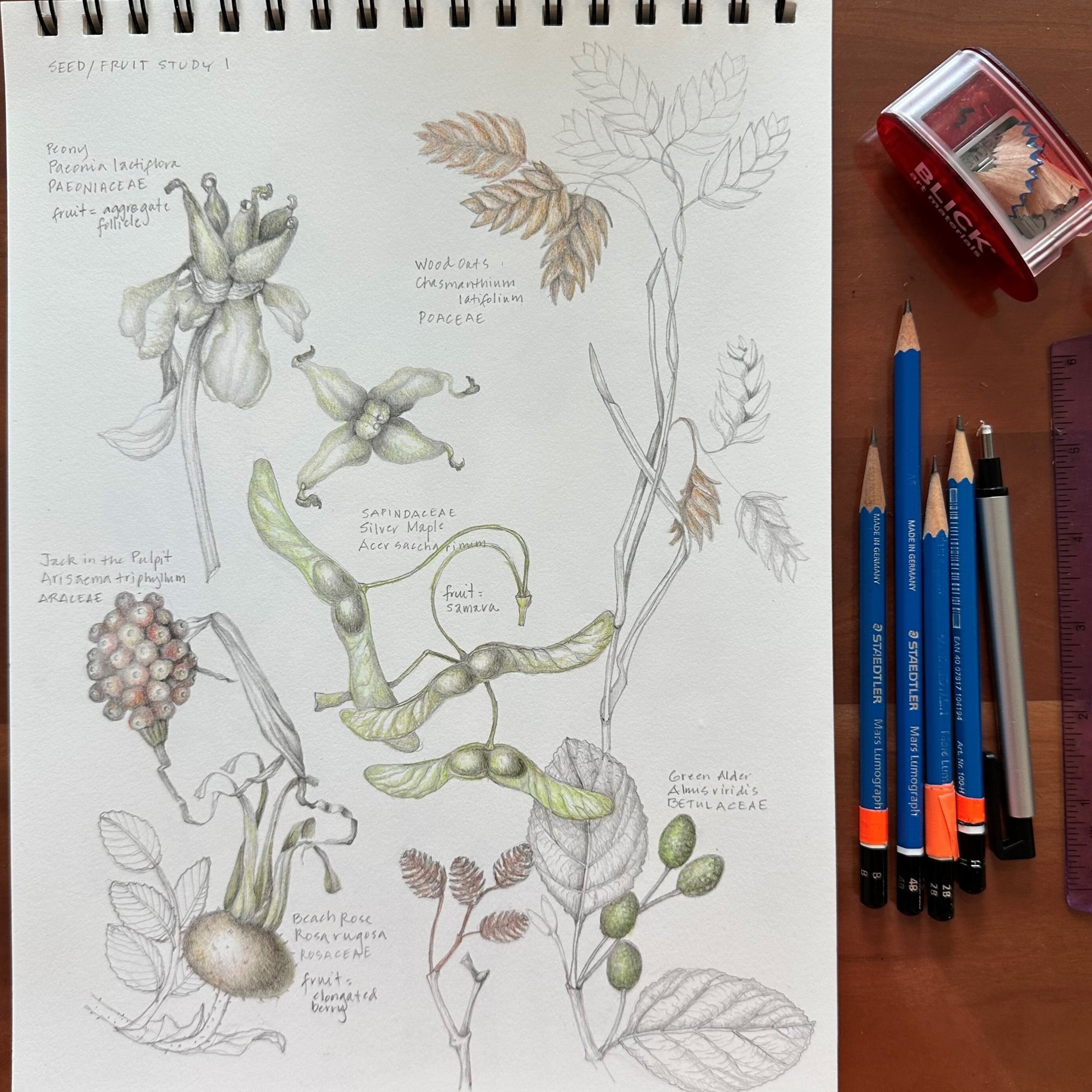 MEIER - Seed-Fruit Study 1_SQUARE