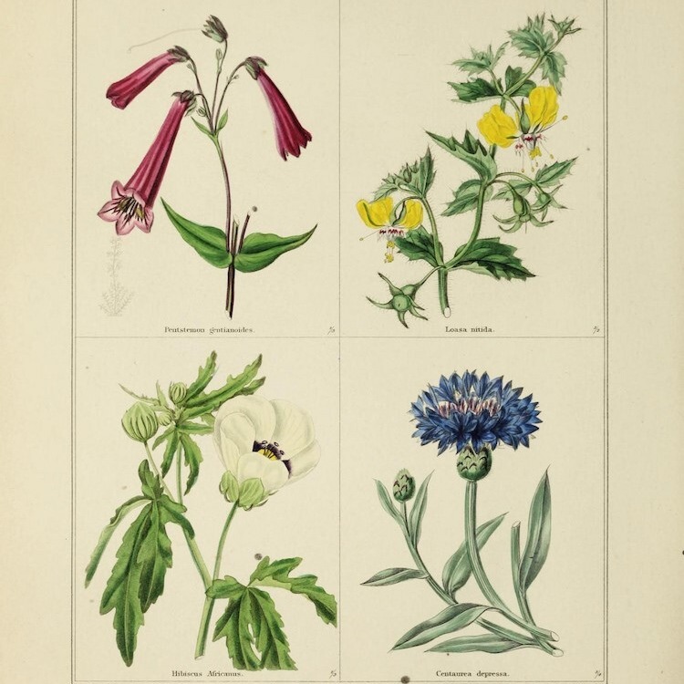 Roche - History of Bot Art image From biodiversity heritage library_SQUARE