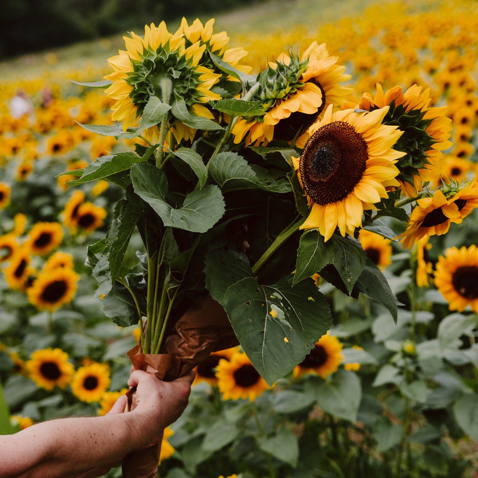 ElmBank-Sunflowersl-0453