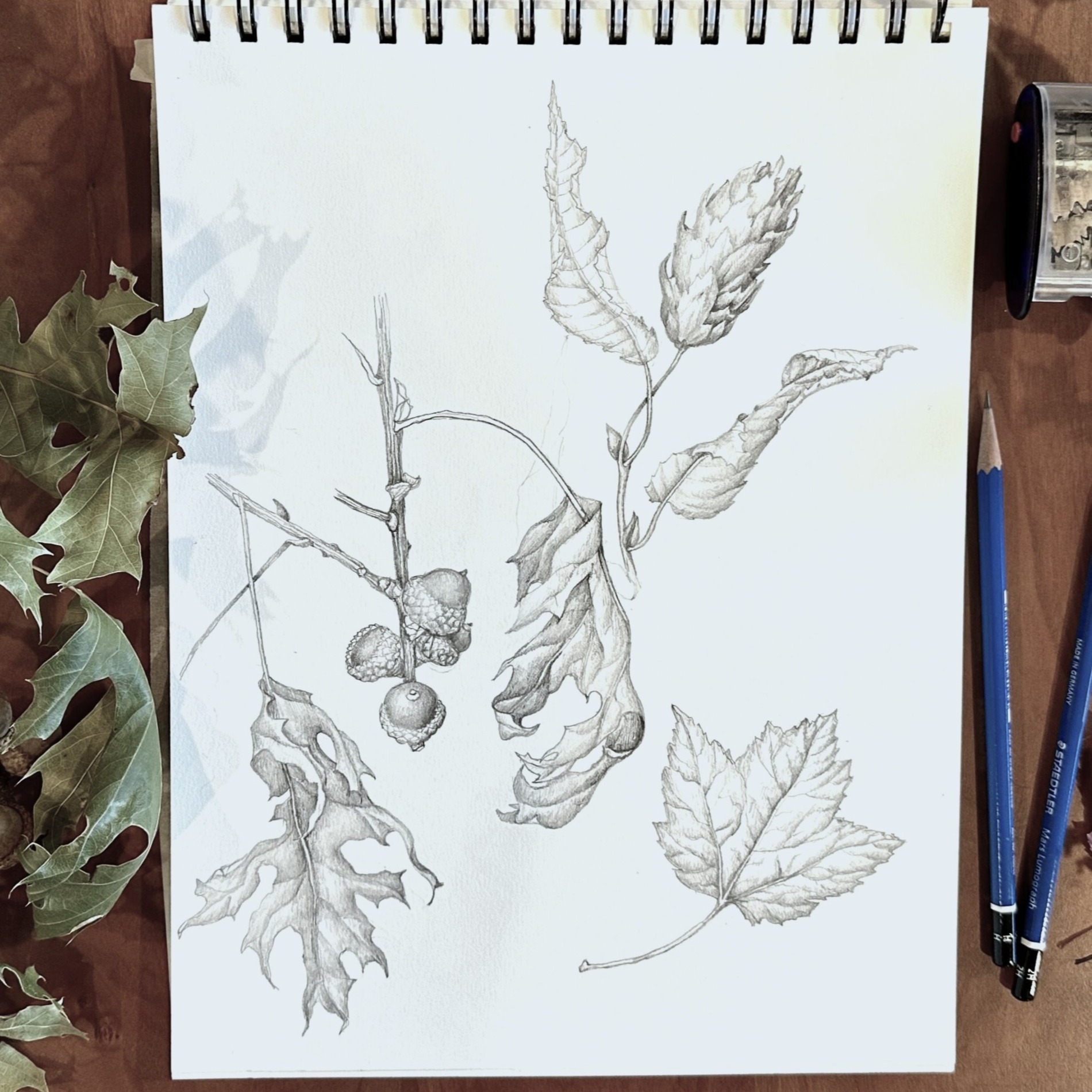 MEIER - DRAWING FROM NATURE-NE Flora image 2-1 SQUARE-1