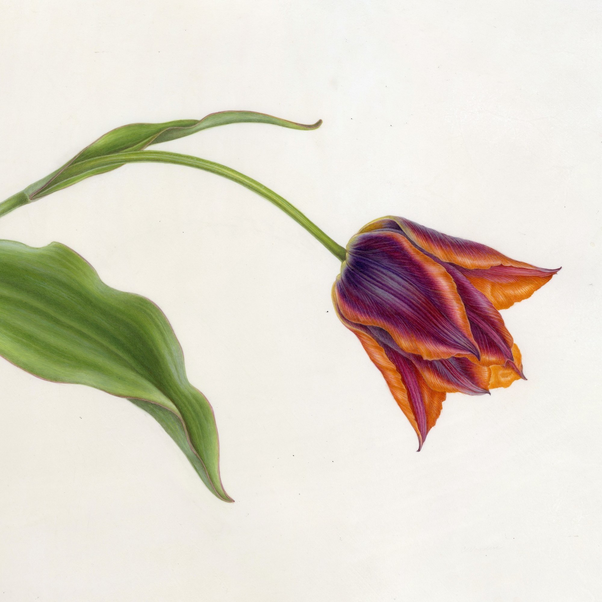 WOODIN Tulipa Slawa 8x300 image_SQUARE